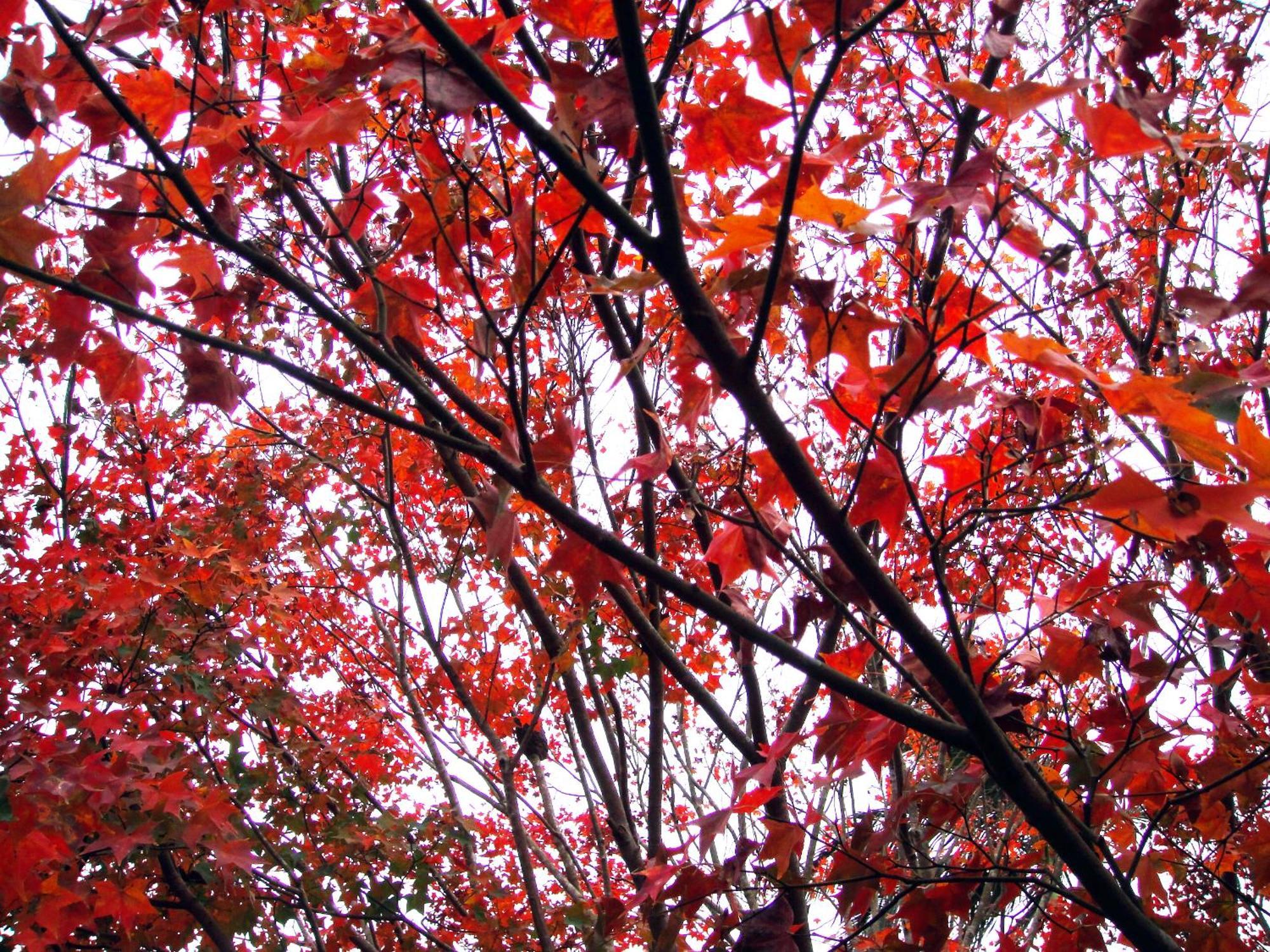 Li Jin Kuan Homestay Nanzhuang Exteriér fotografie
